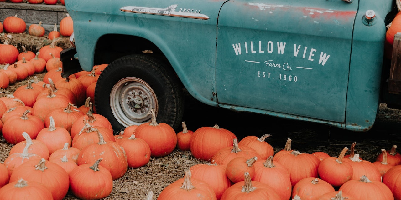 Pumpkin patch with truck in the background